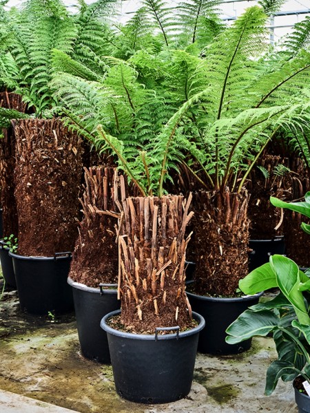 Dicksonia antarctica - australischer Baumfarn