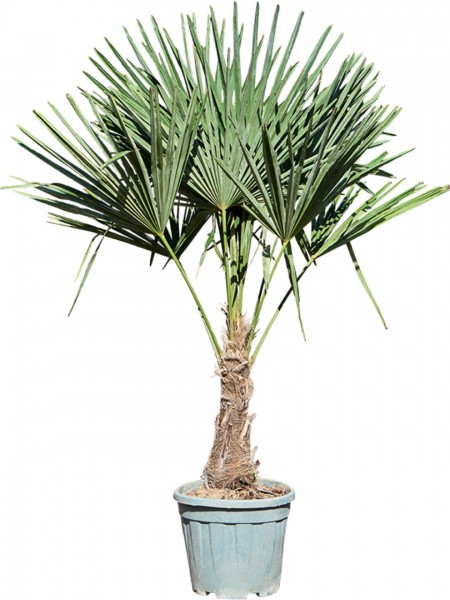 Trachycarpus fortunei 110 cm - Strahlenpalme