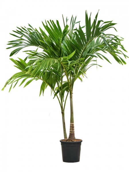 Veitchia merrillii 200 cm | Weihnachtspalme 2/3er-Stamm
