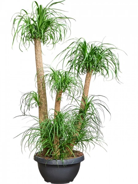 Beaucarnea recurvata verzweigt - XL Elefantenfuß