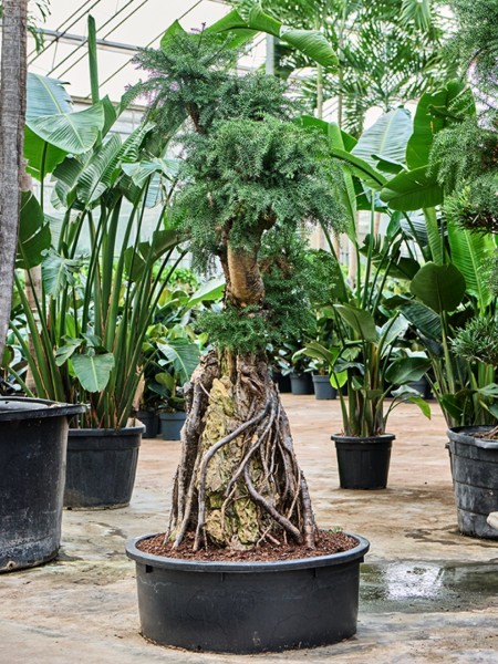 Araucaria bidwillii - Bunya Bunya Baum 170 cm