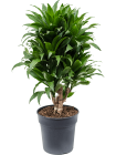 ficus religiosa bonsai kaufen Buy Ficus Religiosa Bonsai – Sacred Fig Bonsai Tree Online main image 1