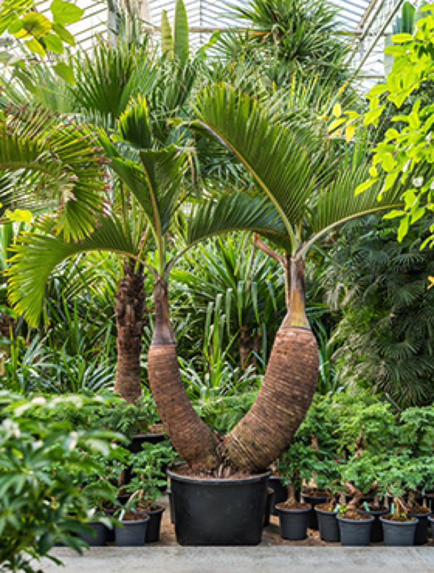 Hyophorbe lagenicaulis - 2er Stamm | Terrapalme Heim- und Gartenshop