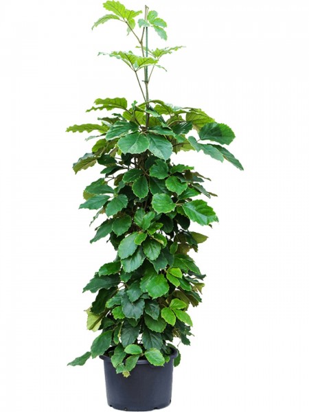 Tetrastigma voinierianum - Kastanienwein Pyramide