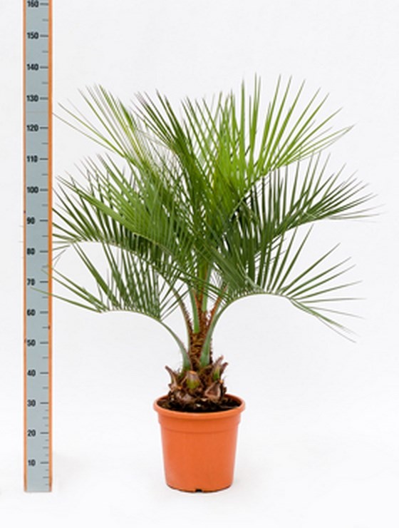 Butia capitata Geleepalme Terrapalme Heim und
