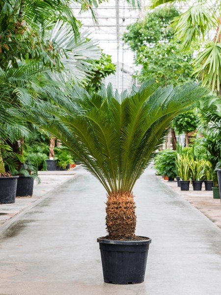 Cycas revoluta | Palmfarn