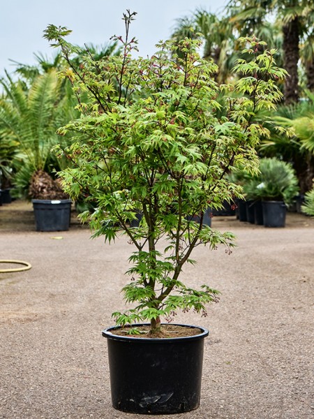 Acer palmatum osakazuki - japanischer Ahorn verzweigt