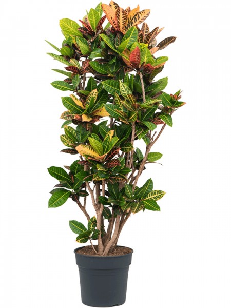 Croton variegatum Petra verzweigt 160 cm