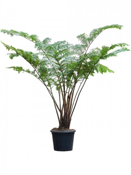 Cyathea cooperi - Australische Baumfarn