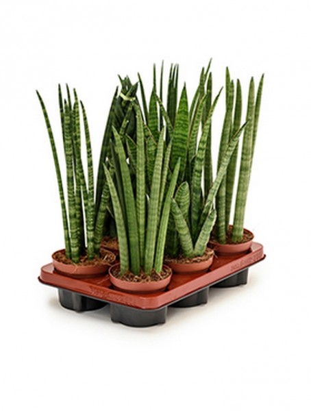 Sansevieria Mix Tray - Bogenhanf Sortiert