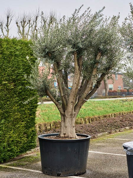 Olea europaea verzweigt 275 cm - Olivenbaum
