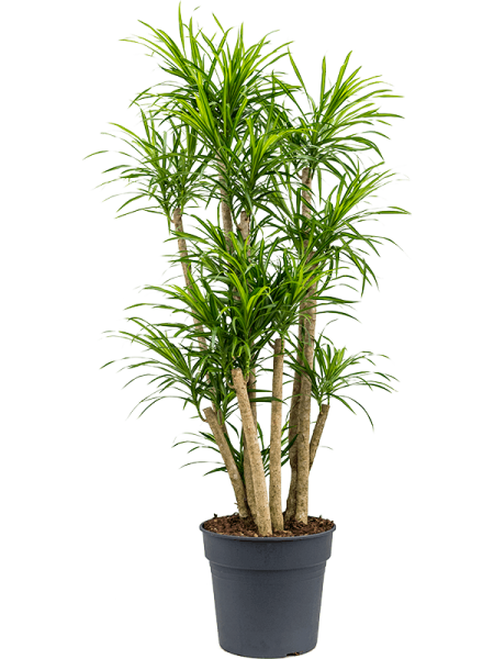 Pleomele anita 140cm Drachenbaum verzweigt