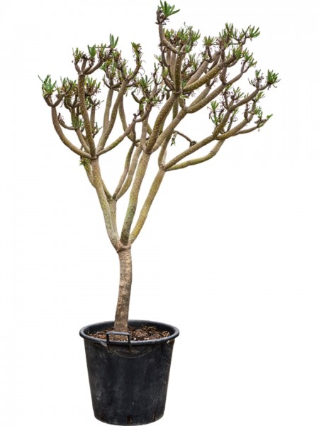 Senecio kleinia verzweigt