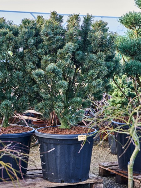 Pinus pumila - Glauca Busch