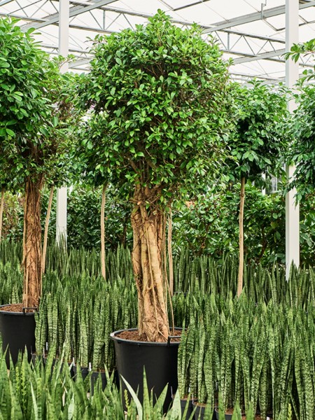 Ficus microcarpa nitida 300cm