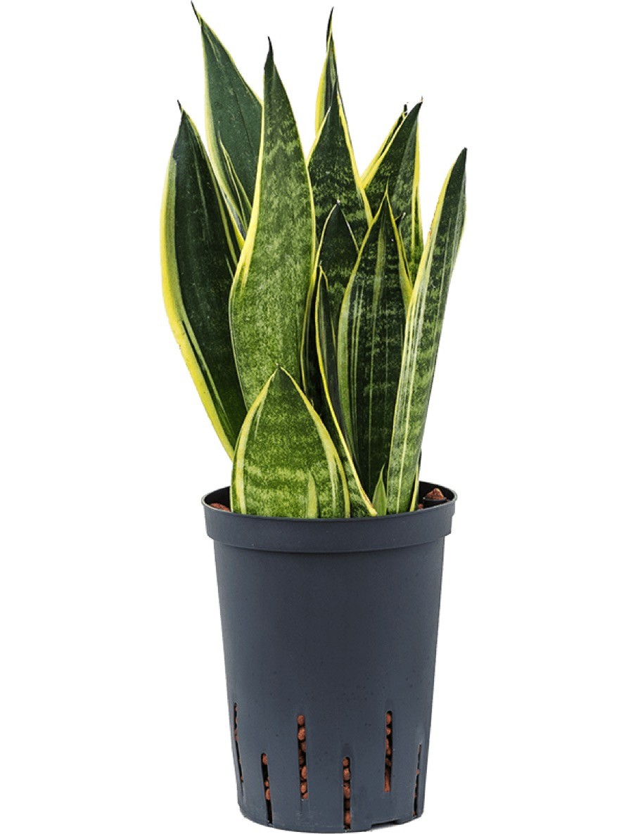 sansevieria samurai pflege Sansevieria Samurai Indoor Plant | Buy Online | Mygreenscape main image 0