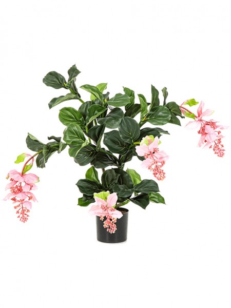 Medinilla pink soiled 78 cm - Kunstblume
