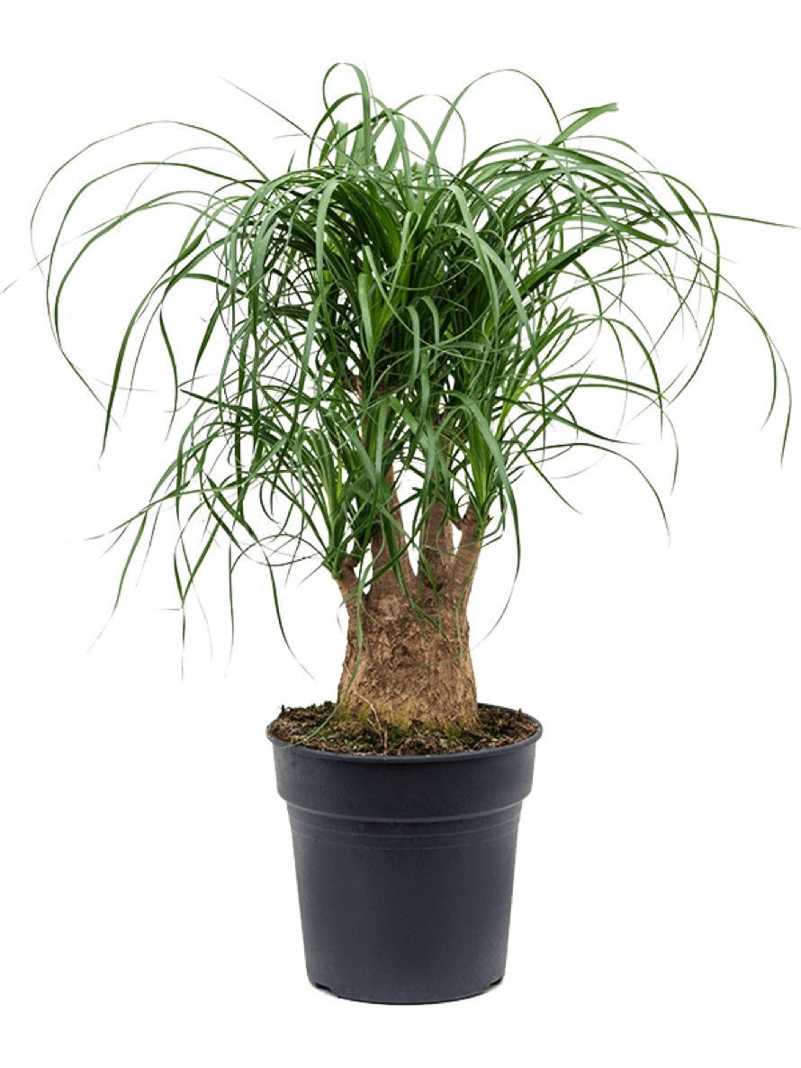 fargesia sonnenschein Gartenbambus 'Volcano' - Fargesia nitida 'volcano' main image 0