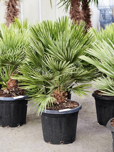 Chamaerops humilis vulcano - Zwergpalme