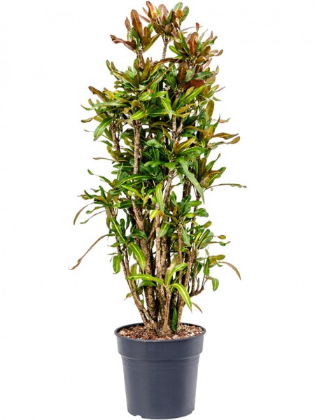 Croton variegatum verzweigt - mammi 130 cm