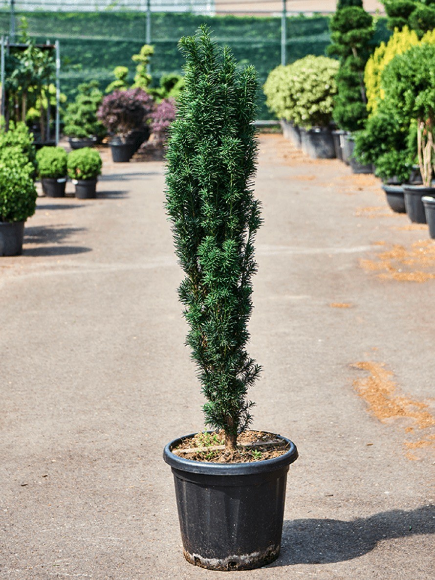 Taxus baccata - Fastigiata Robusta Busch | Terrapalme Heim- und Gartenshop