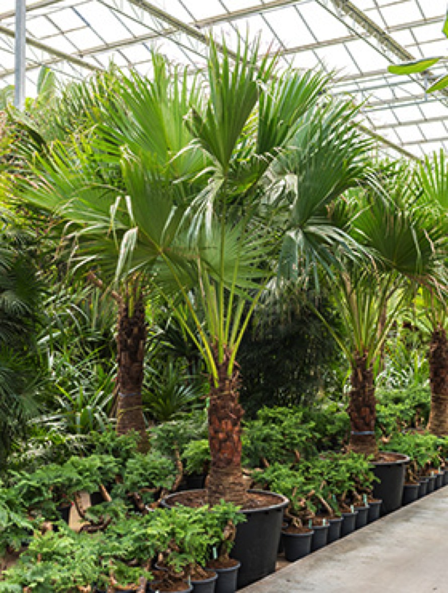 Livistona chinensis - Fächerpalme | Terrapalme Heim- und Gartenshop