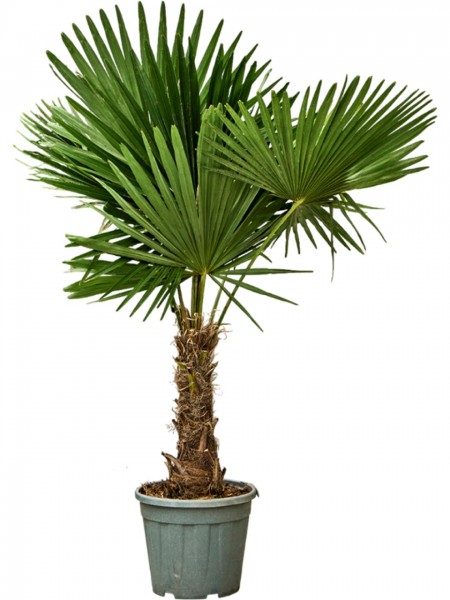 Trachycarpus fortunei - Strahlenpalme 170 cm