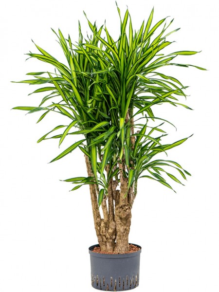 Dracaena fragrans riki - Drachenbaum verzweigt