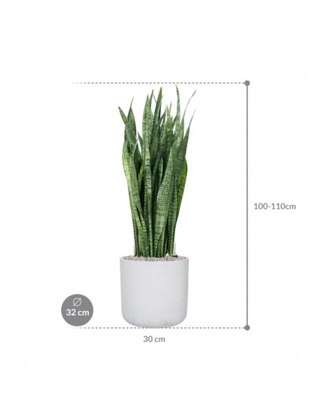 Sansevieria zeylanica 100 cm im Rough Pflanzkübel