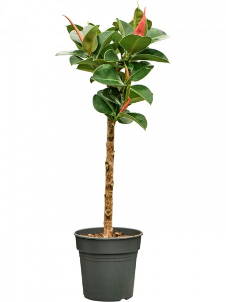 Ficus elastica cloe - Gummibaum