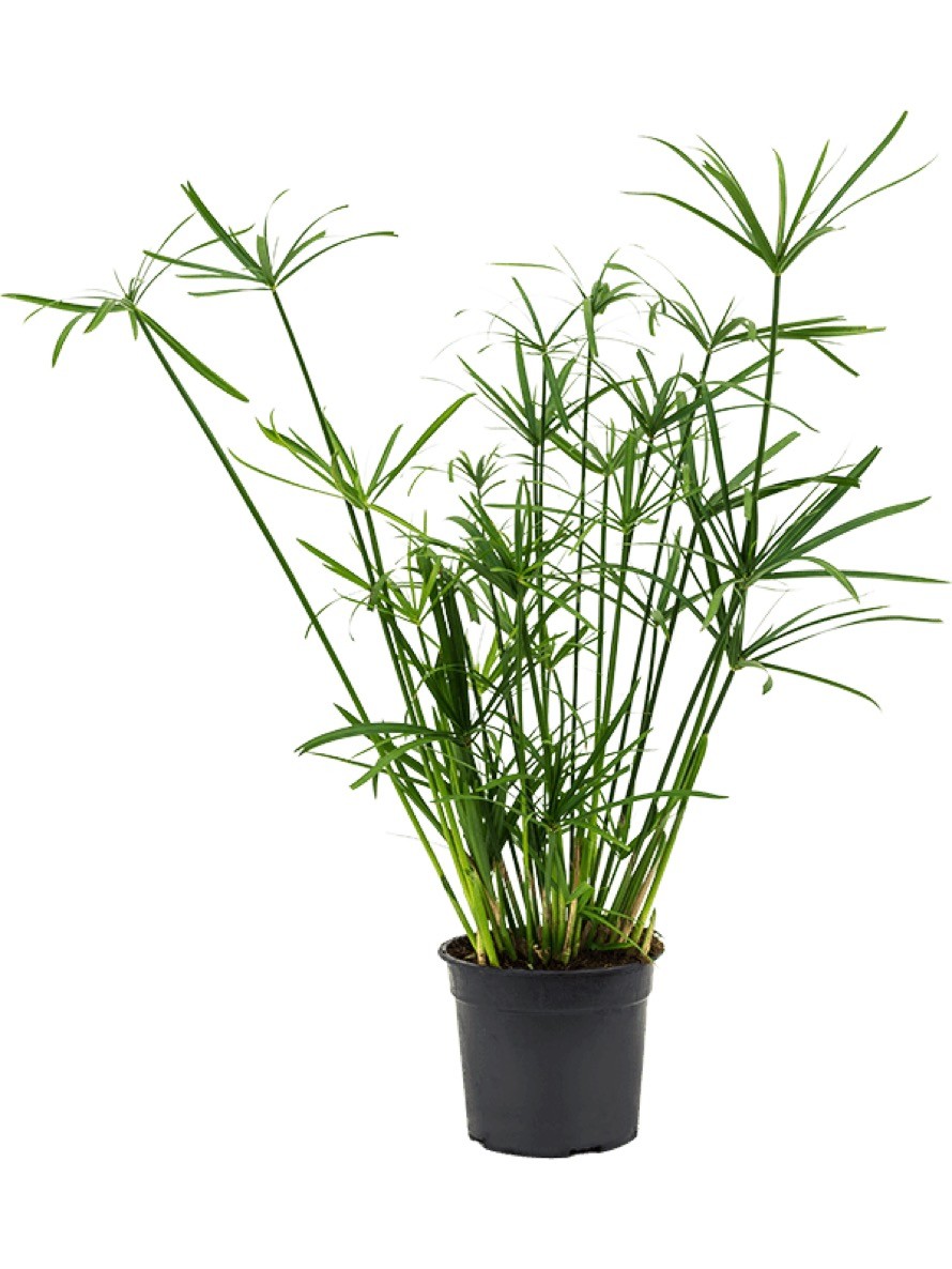 Cyperus alternifolius - Zyperngras | Terrapalme Heim- und Gartenshop
