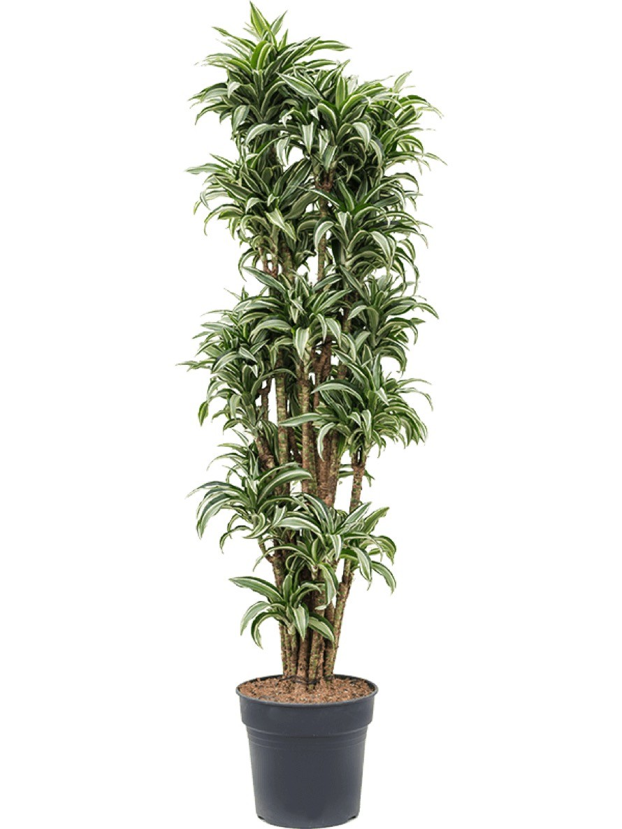 Dracaena kanzi - Drachenbaum verzweigt | Terrapalme Heim- und Gartenshop