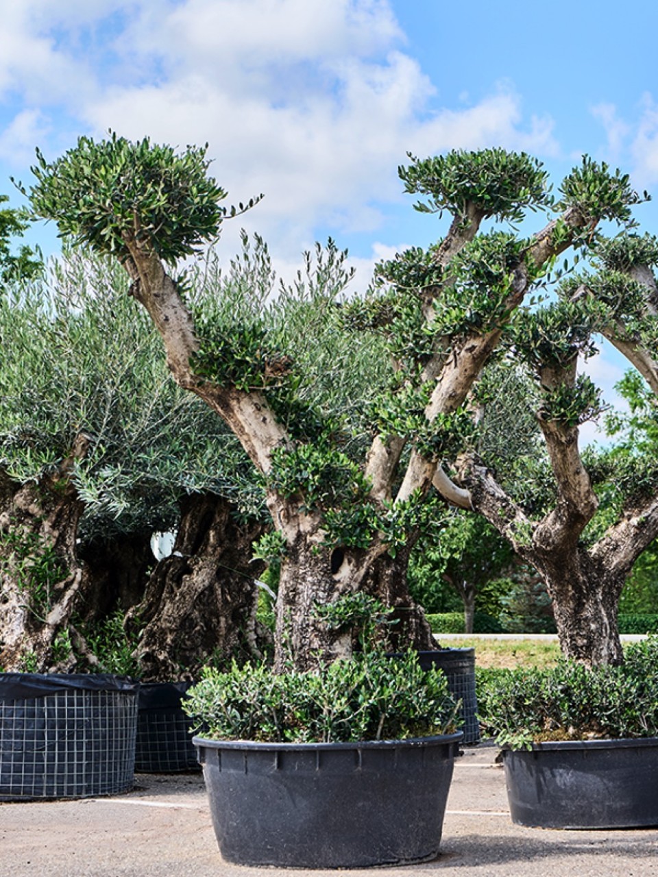Olea europaea | Olivenbaum verzweigt | Terrapalme Heim- und Gartenshop