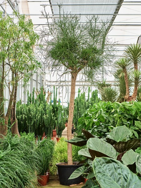 Euphorbia tirucalli - XL Stamm