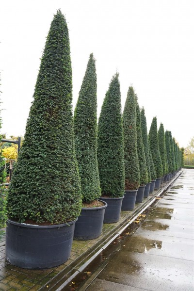 Taxus baccata - Kegel