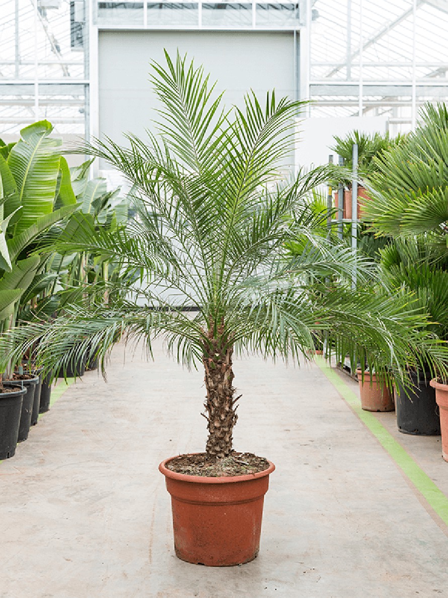 Phoenix roebelenii 140 cm - Zwergdattelpalme | Terrapalme Heim- und