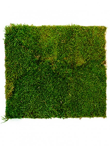 Mumifiziertes Flachmoos für die Moosart Bilderrahmen