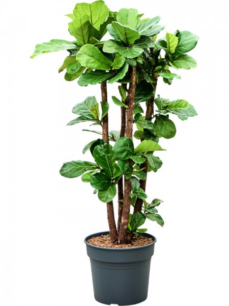 Ficus lyrata - Geigenfeige multistamm 165 cm