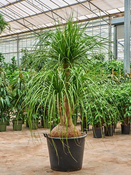 Beaucarnea recurvata nolina verzweigt