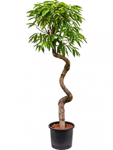 Ficus amstel king - cork Stamm