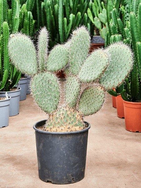Opuntia pailana verzweigt
