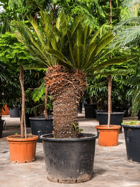 Cycas revoluta - 2er Kopf Palmfarn
