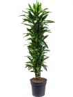 Dracaena janet lind | Drachenbaum multi | Terrapalme Heim- und Gartenshop