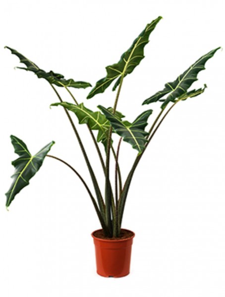 Alocasia sarian