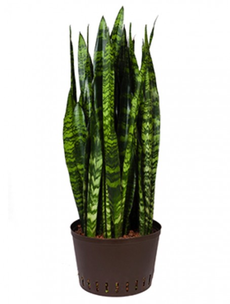 Sansevieria coral black | Hydrokultur