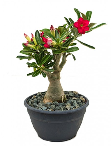 Adenium obesum - Wüstenrose