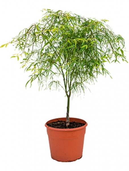 Acer palmatum koto-no-ito