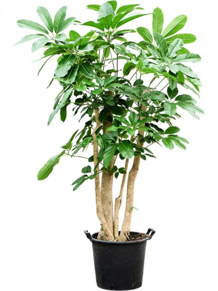 Schefflera actinophylla amate - Paraplupflanze