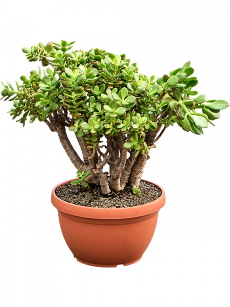 Crassula ovata minor - Geldbaum