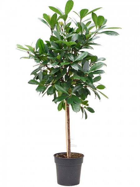 Ficus cyathistipula - Afrikanischer Feigenbaum 130 cm